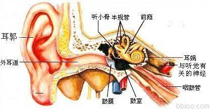 耳朵里为什么会有耳屎呢?多久掏一次比较好?