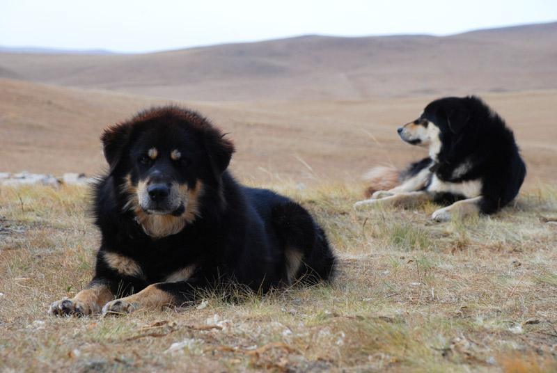 獒犬,猛犬,狗狗,在草原上,藏獒_动物,蒙古