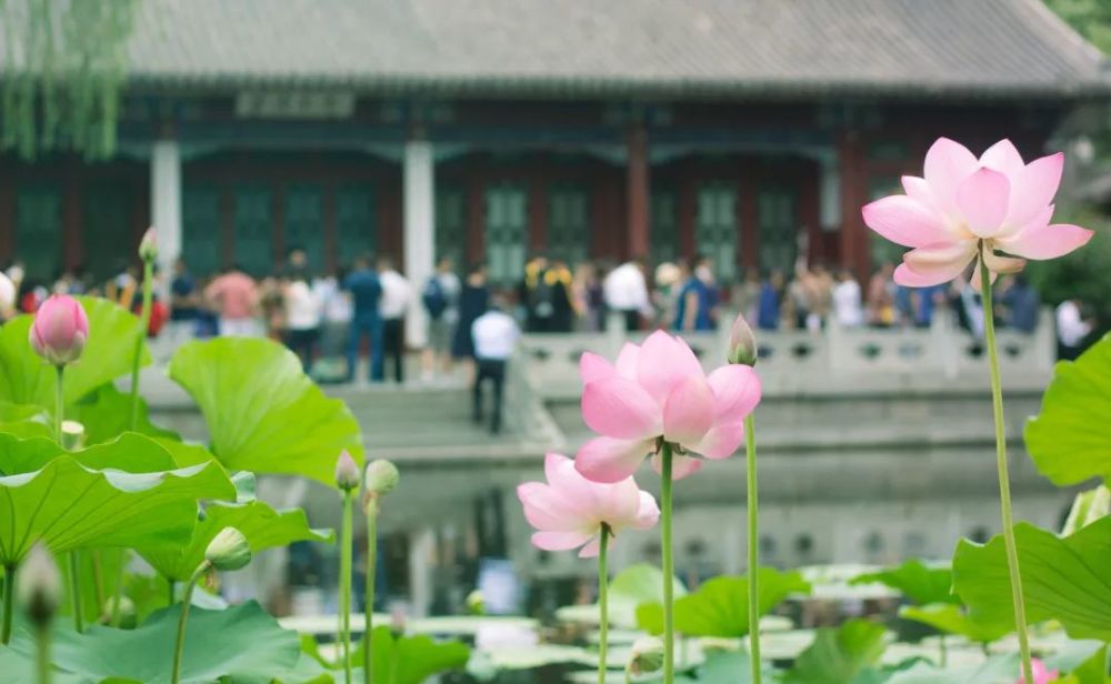 清华大学,水木清华,清华园,近春园