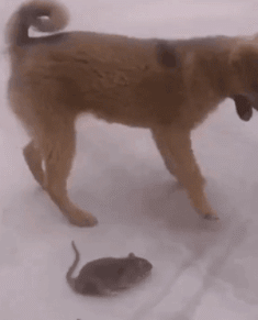 都说狗抓老鼠多管闲事, 那本汪用屁股坐总行了吧?