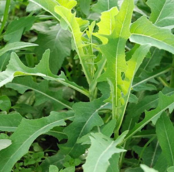 南方农村常见的"5大野菜",年轻人当"宝贝",最后一种少见了