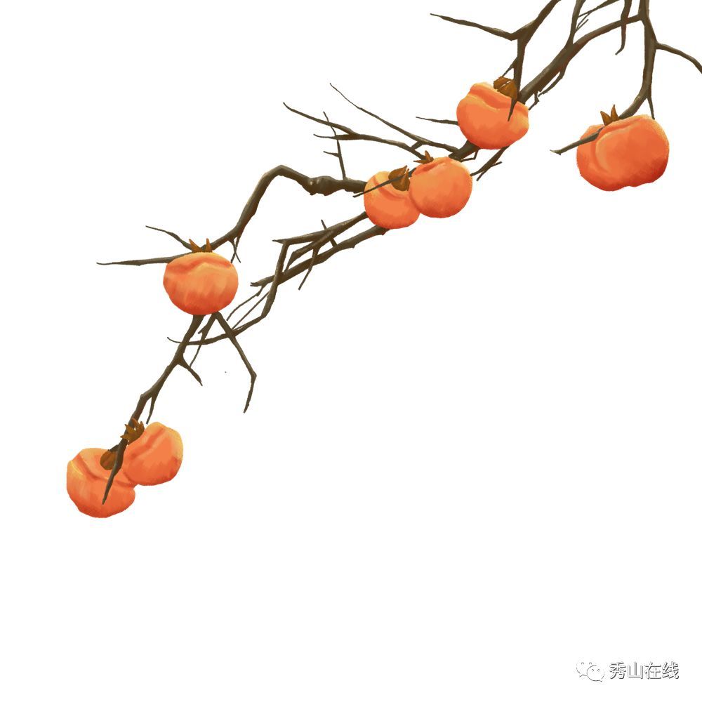 柿子,秀山,柿子树,谷子里
