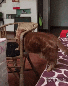 婴儿跌下楼梯前的一幕,猫咪这一举动令人震惊