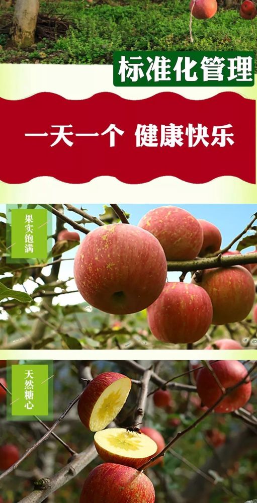 汉源糖心苹果29.9元5斤全国包邮!