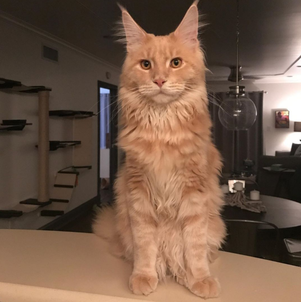 但是这只可爱的大猫咪更喜欢外面的世界,它非常喜欢跟着主人一起去