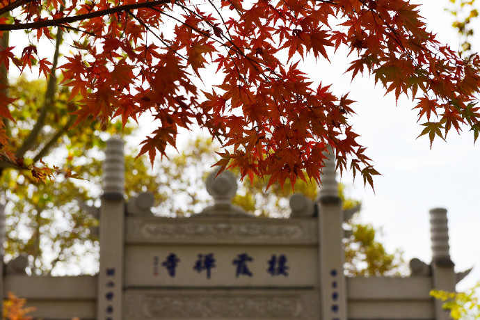 栖霞山,南京,红叶谷,栖霞,银杏