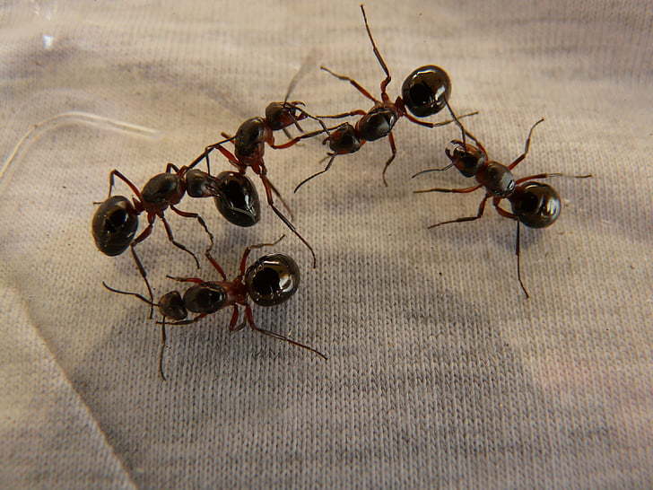 你还知道其他关于蚂蚁的冷知识吗?请在下方留言区告诉我.