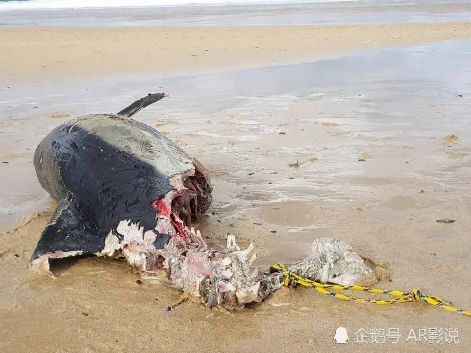 英国海滩发现一条被鲨鱼咬死的海豚,人们害怕在浅水区