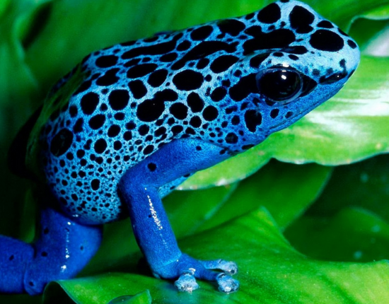 世界是各种奇特的青蛙,颜色各有不同,很是可爱