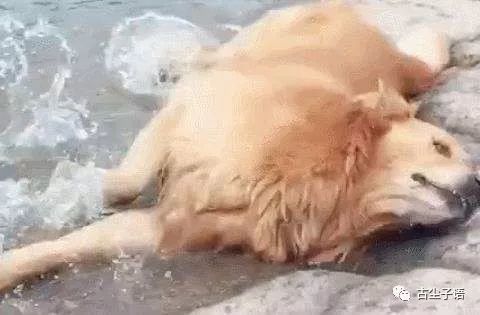 一只累死在河里的狗