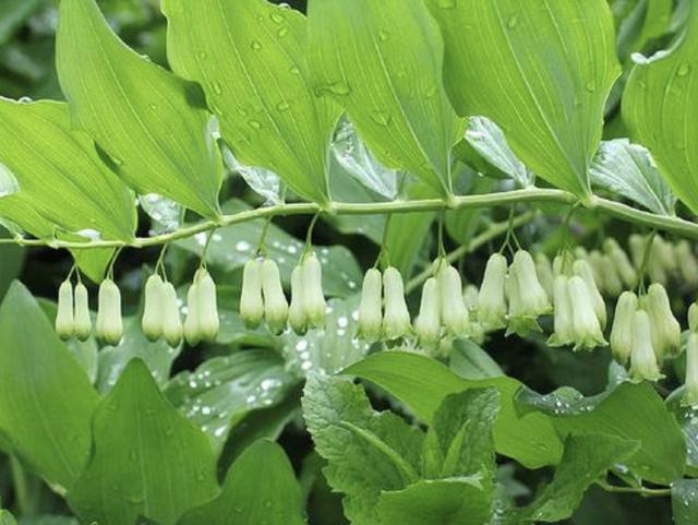 玉竹这种植物,你见过吗?
