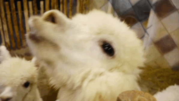 5000㎡萌宠乐园惊现曲靖218!100多种神奇动物,快来探险吧!