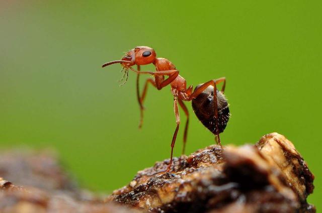 工蚁基本上不睡觉,而只是不到一分钟的打盹和蚂蚁的身体构造有关.