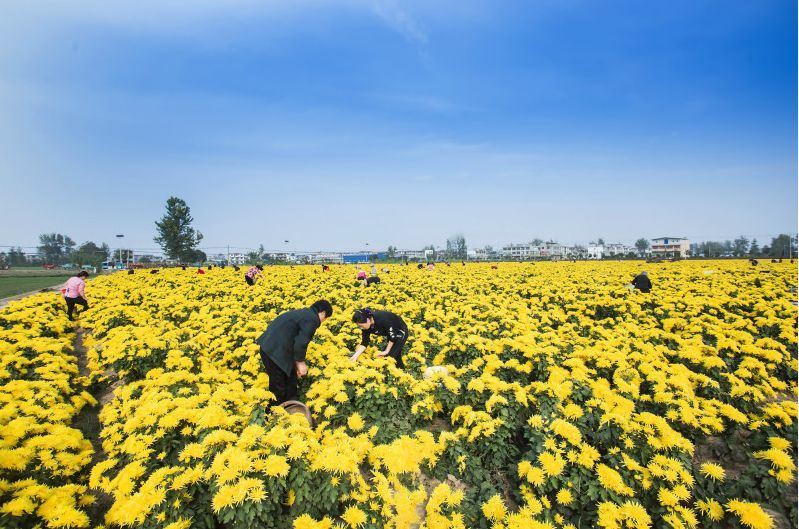 5万斤. 近年来,当地结合自身优势,大力发展菊花种植产业.