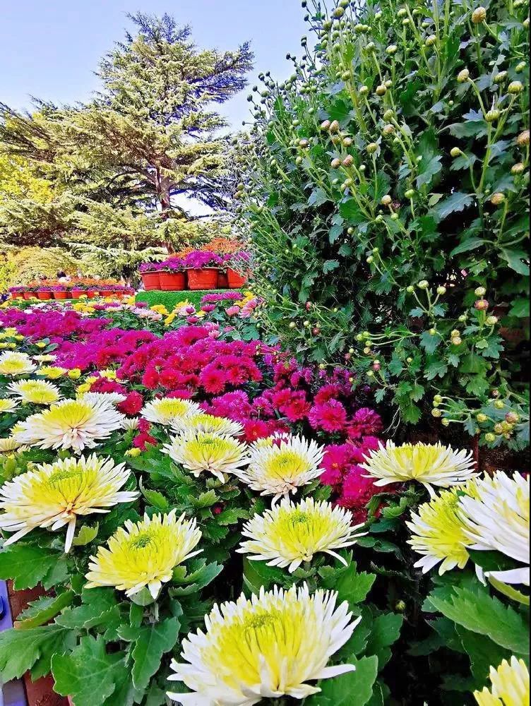 兴庆宫公园最美菊花展,2019