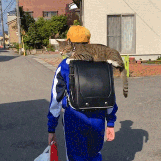 正要开门去上学,猫突然跳上书包,之后的事,让人羡慕到