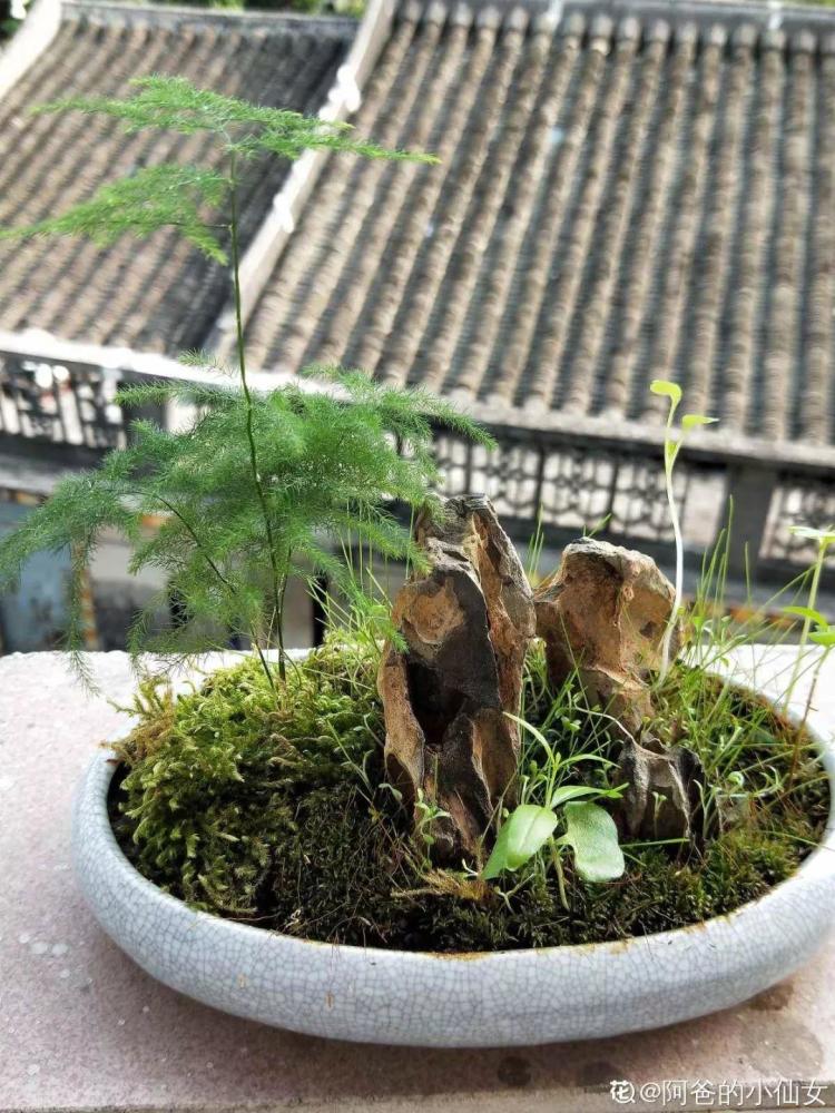 盆景,野草,苔藓,植物,石头,吸水石