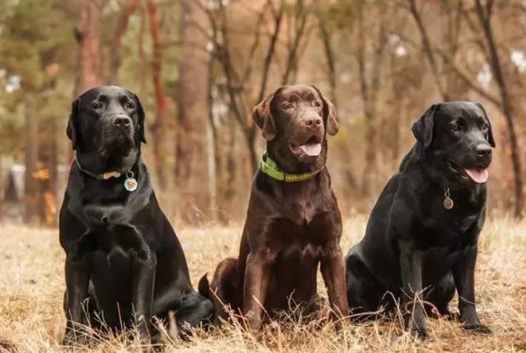 拉布拉多犬