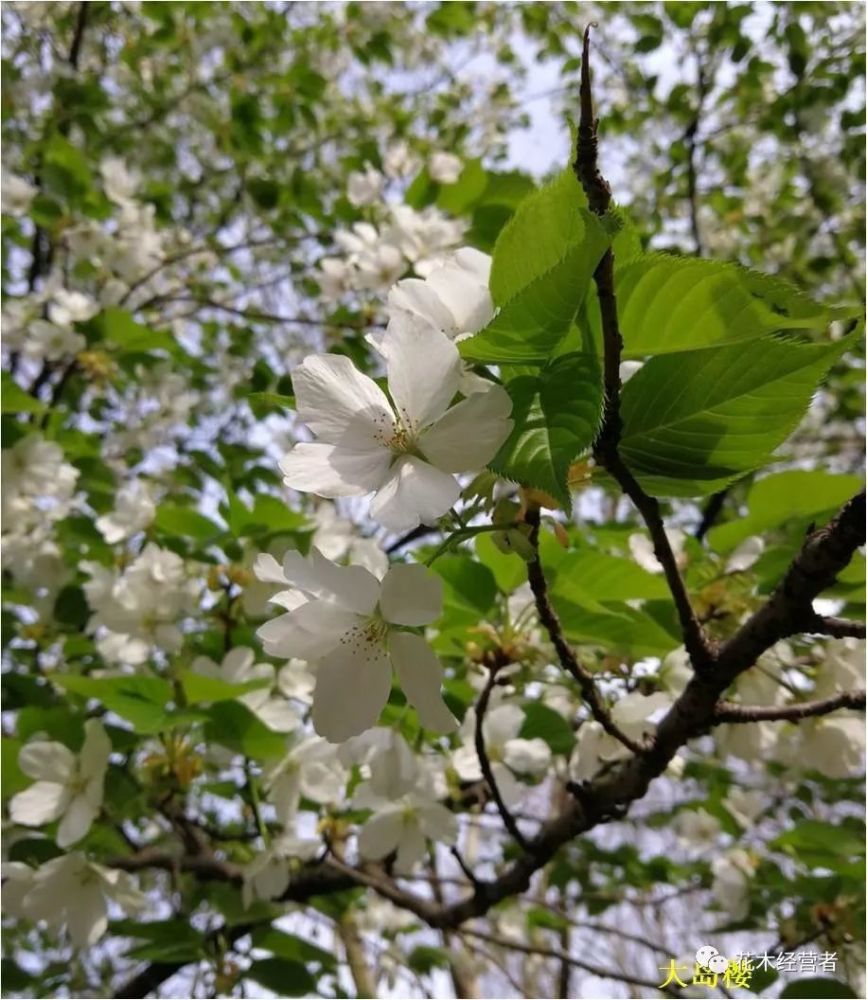 日本九大樱花原生种之一大岛樱