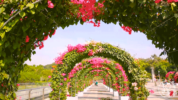 深圳人赏花,不出家门:月季花节,菊花节……太惊艳!