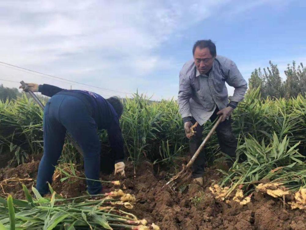 大姜,中国农资秀,毛晨鹏,安丘市,种植户