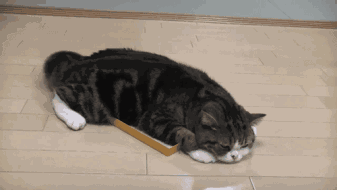 猫咪,肢体语言:轻松读懂,猫咪的心情