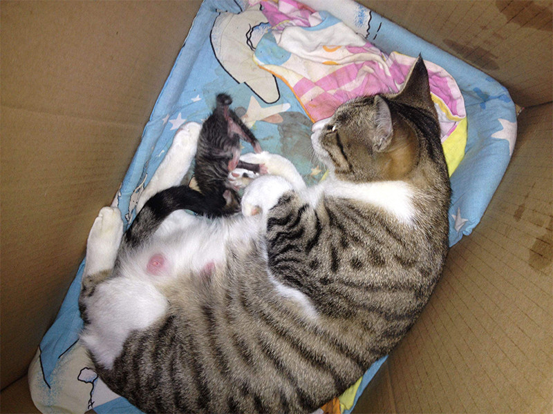 刚刚生产完的猫妈妈为什么会把小猫往主人怀里塞?原因