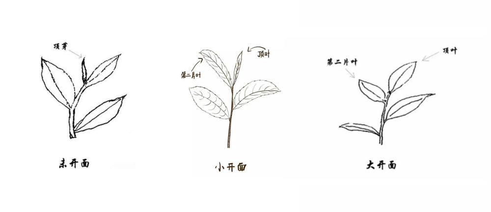茶叶采摘的门道,看你喝的茶有何采摘的秘密