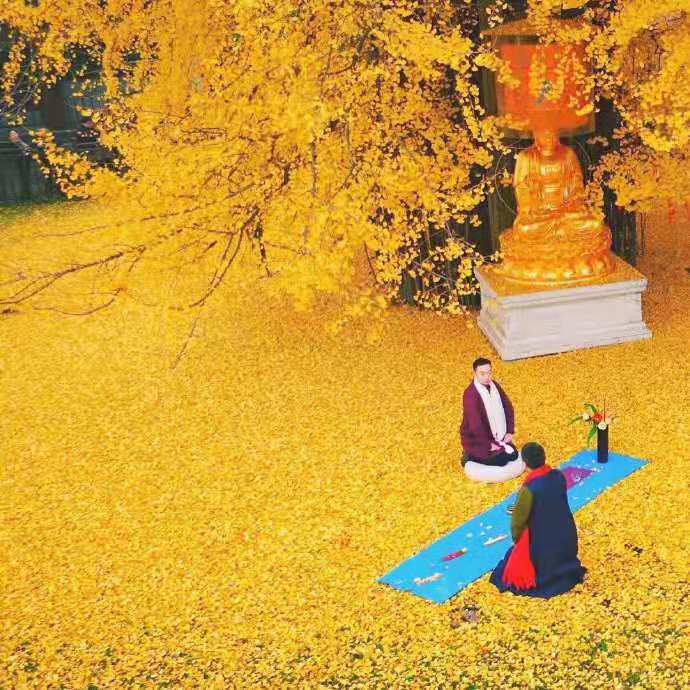 银杏,古观音禅寺,西安,李世民,终南山,寺庙