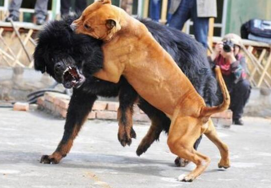 世界上最凶猛的犬类之争,藏獒vs比特犬,哪个更厉害?