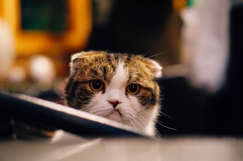 壁纸 动物 猫 猫咪 小猫 桌面 820_544
