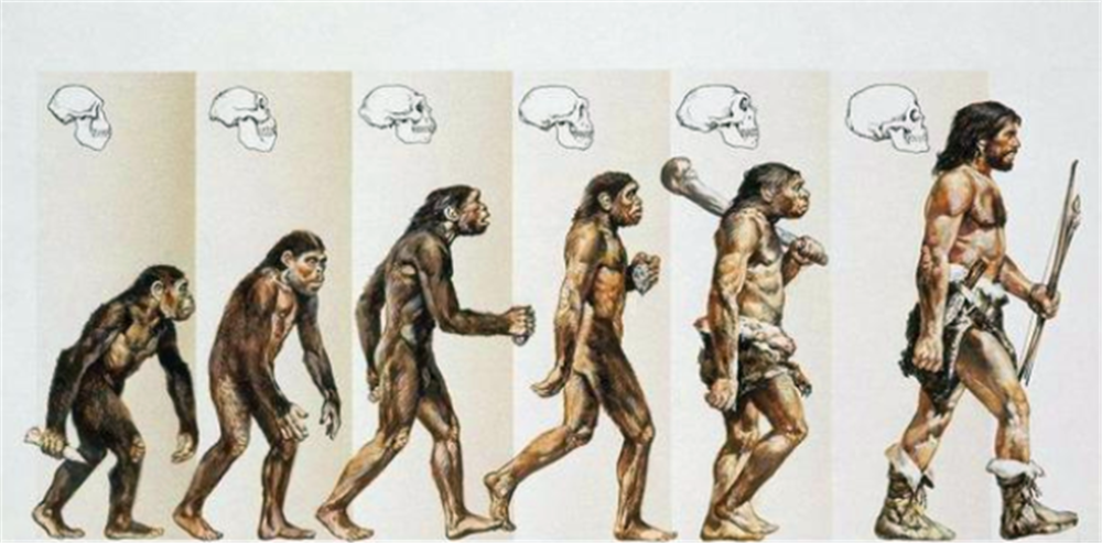 地球,进化,人类,智人,古人猿