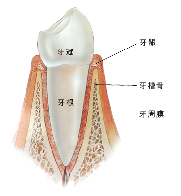牙齿松动,牙槽骨,牙龈萎缩,牙齿,牙龈
