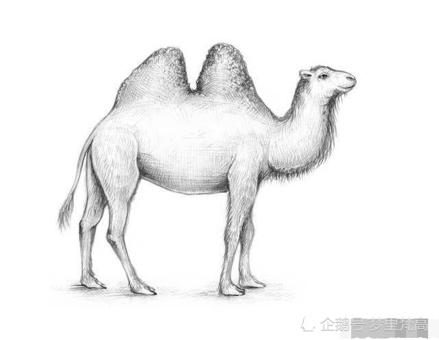 素描动物绘画教程:单峰和双峰两种骆驼手绘素描技法!
