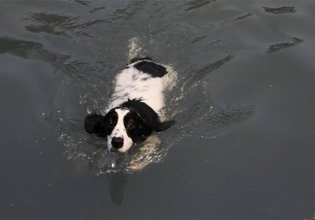 爱犬虽会狗刨,但仍需规避溺水风险,狗狗:游得不好,注意救我