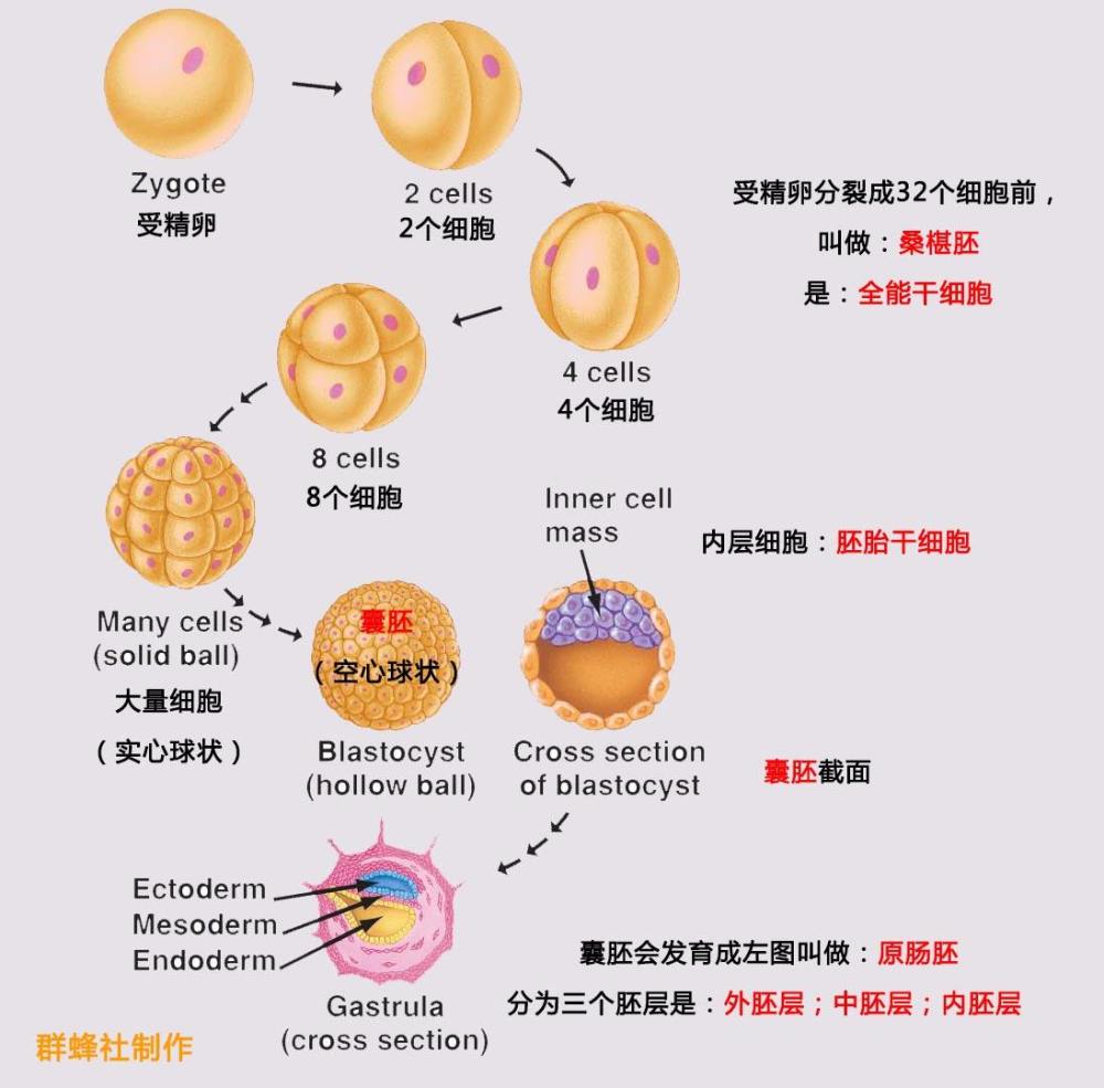 胚胎形成的过程是:孕囊发育->卵黄囊->胎芽发育->出现胎心.