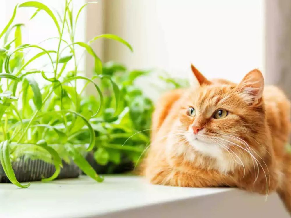 猫咪误食会死亡的植物有:百合类植物,万年青,水仙,夹竹桃,铃兰,虞美人