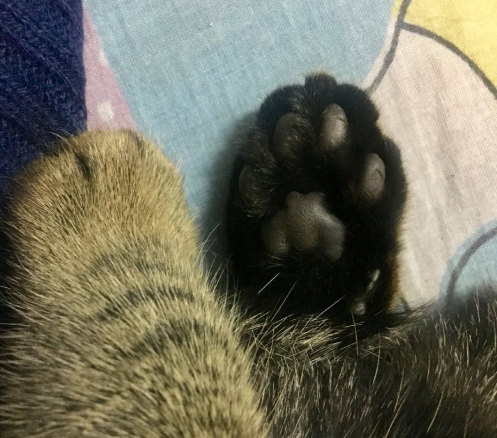 猫咪手相!快去看看你家猫咪是那种吧