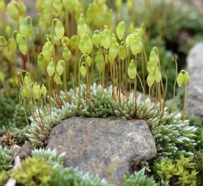 泥炭藓,园艺,苔藓植物,苔藓,兰花,盆景