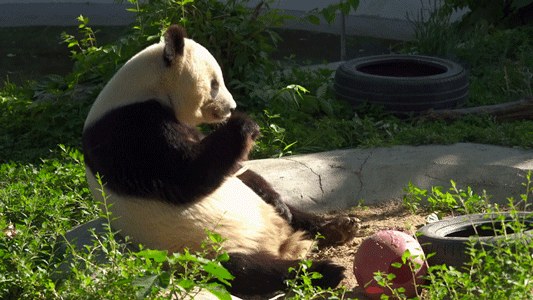 壁纸 大熊猫 动物 533_300 gif 动态图 动图