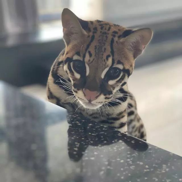 野生猫咪颜值爆表 性格却像家猫 难道因为铲屎的是俄罗斯人吗 看点快报