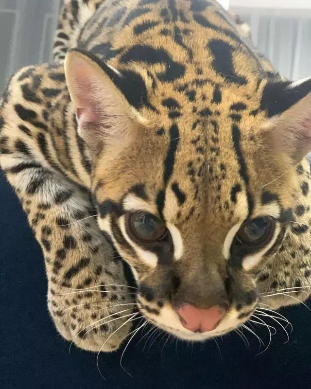 野生猫咪颜值爆表 性格却像家猫 难道因为铲屎的是俄罗斯人吗 看点快报