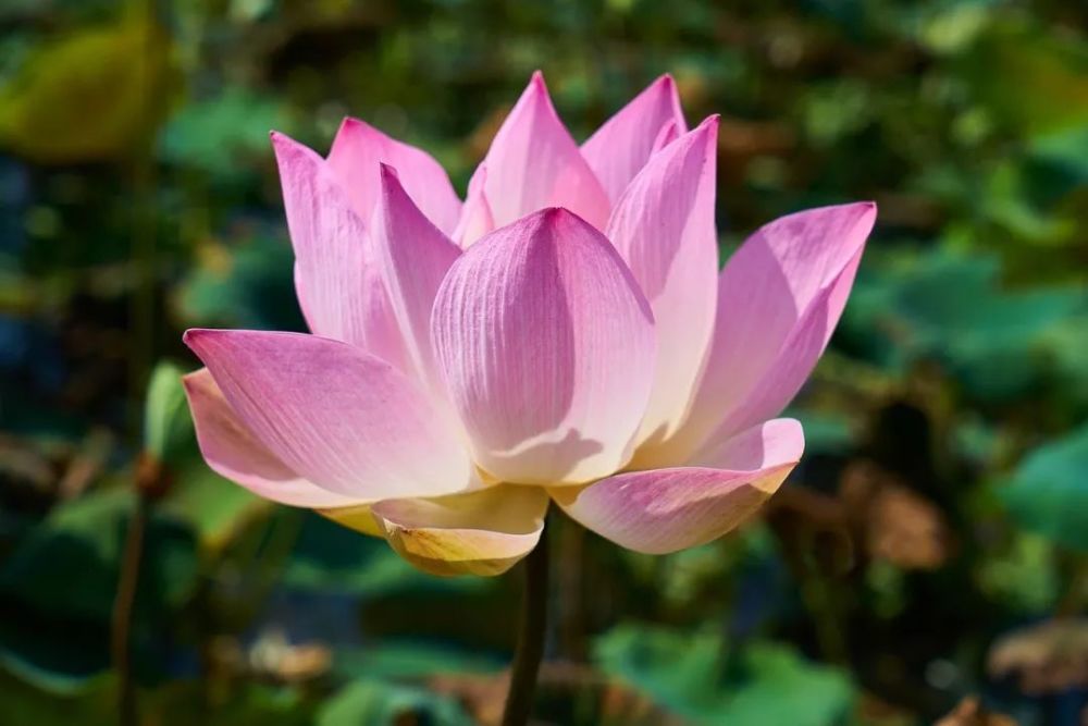 《心似莲花》清净素雅,好听!