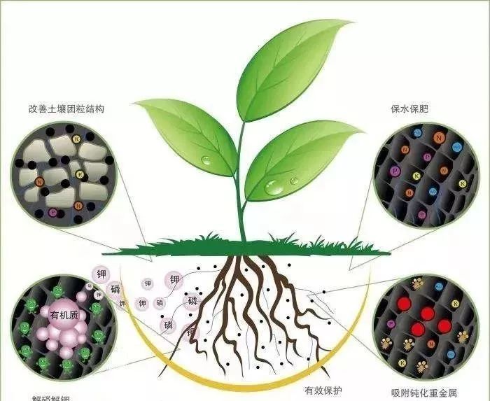 长绿苔是土壤肥沃?不,你的土壤已经生病了!