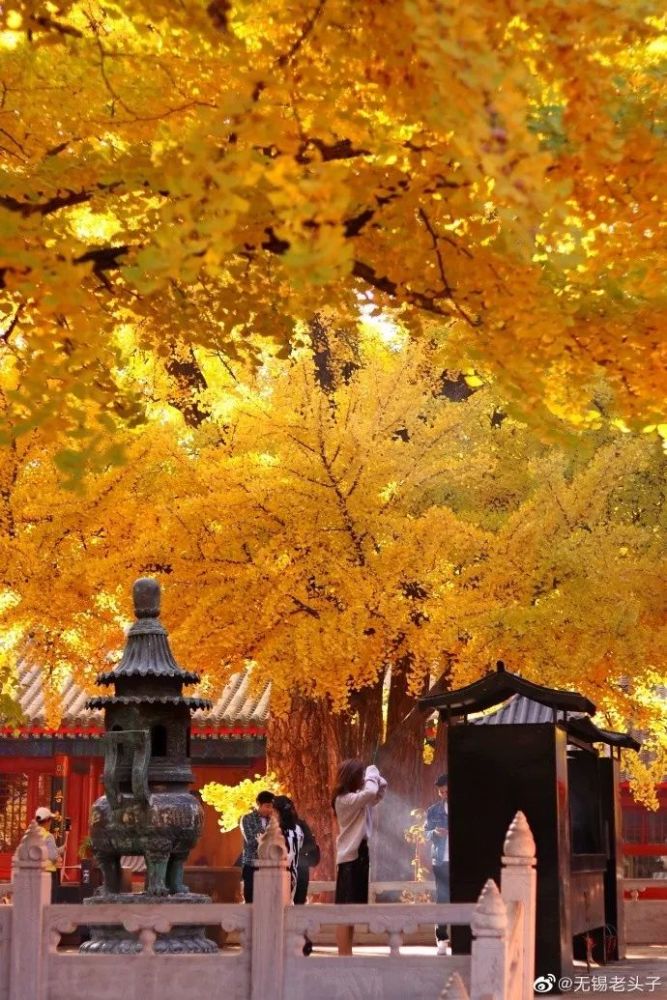 (图源:微博 无锡老头子 10月31日/摄) 潭柘寺