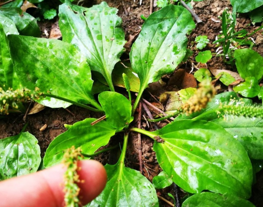 农村这种利尿野草,俗称"猪耳草",还是中药材,你有见过