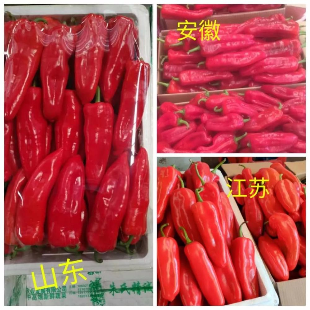 上海江桥市场:红泡椒价格已触底,散菜花波动明显,只有