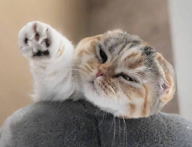 温顺乖巧的小猫图片,天真无邪,小巧灵动