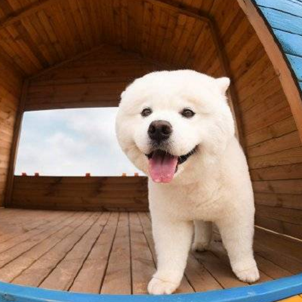 天真可爱的呆萌汪星人,海边嬉戏,胖嘟嘟宛如北极熊