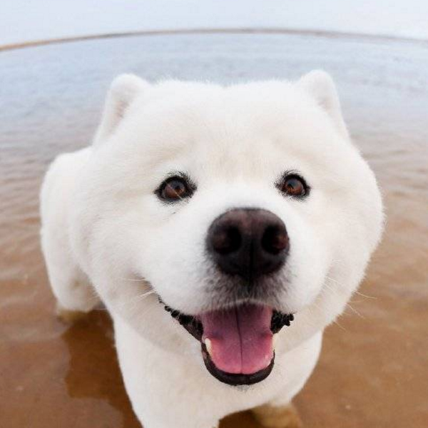 天真可爱的呆萌汪星人,海边嬉戏,胖嘟嘟宛如北极熊